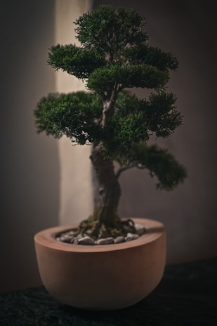 Serene bonsai arrangement featuring a twisted trunk and moss-covered soil, bathed in gentle natural light.