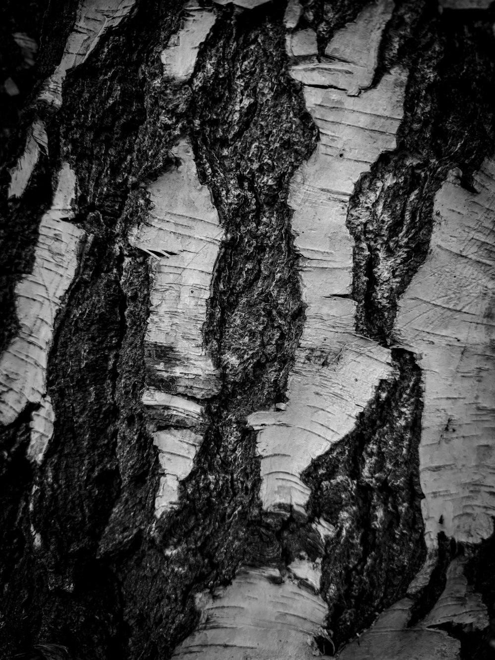 a close up of the bark of a tree