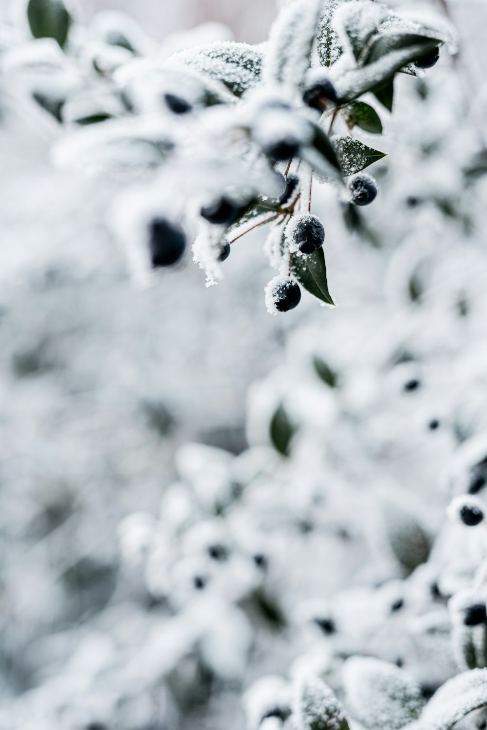 a bush covered in snow with berries on it