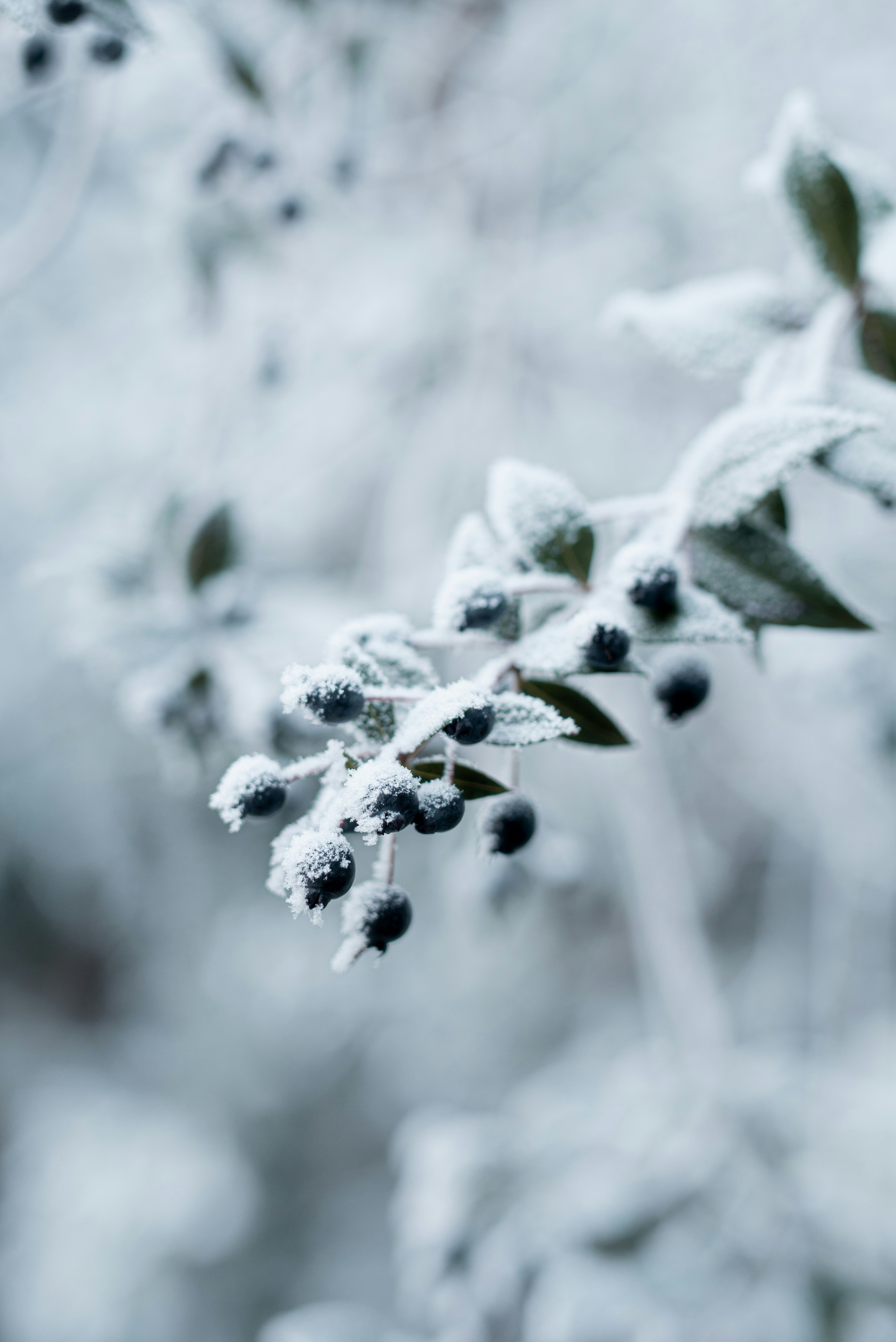 Photo by lauraadaiphoto