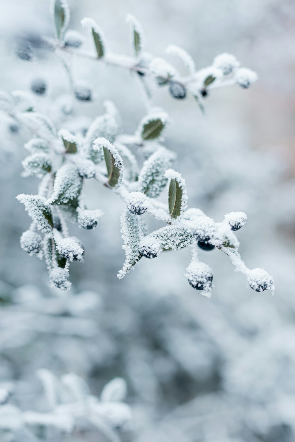 a close up of a plant with snow on it