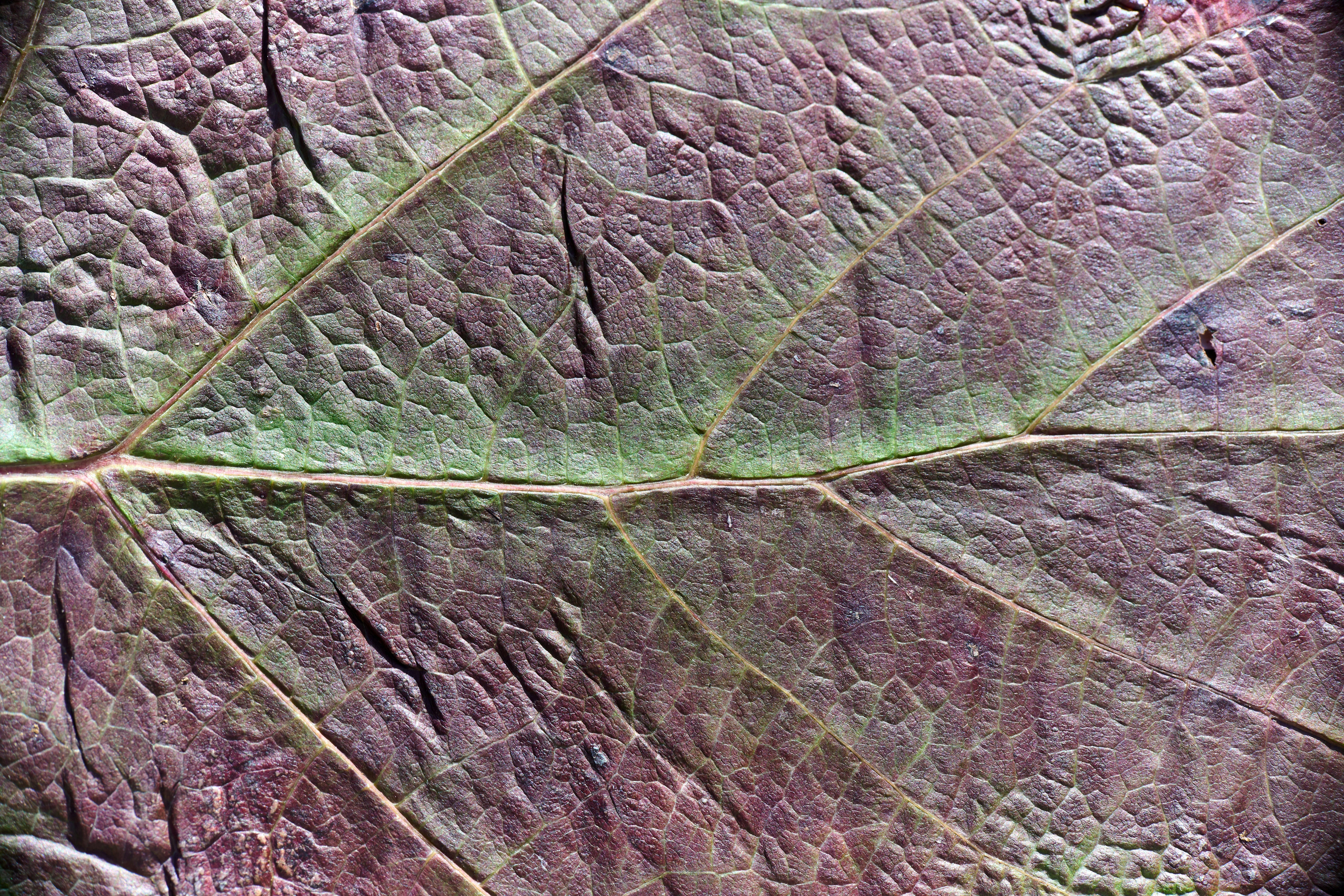 Green leaf with brown spots