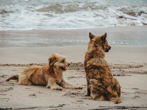 two dogs sitting on a beach next to the ocean
