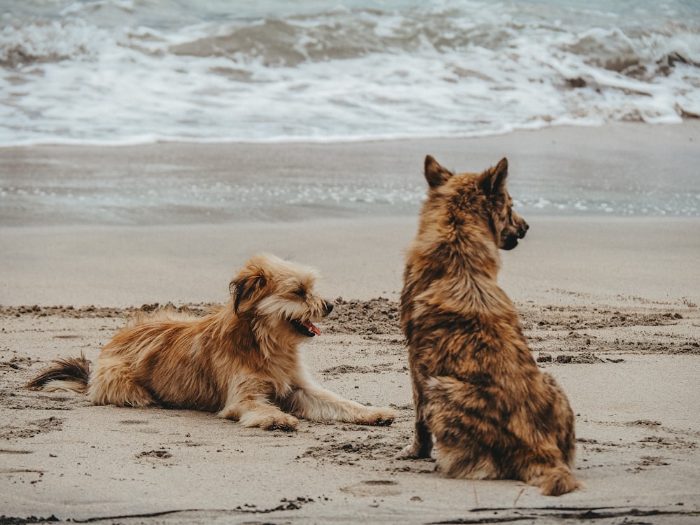 two dogs sitting on a beach next to the ocean