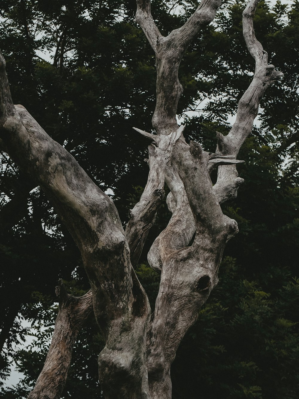 a giraffe standing next to a large tree