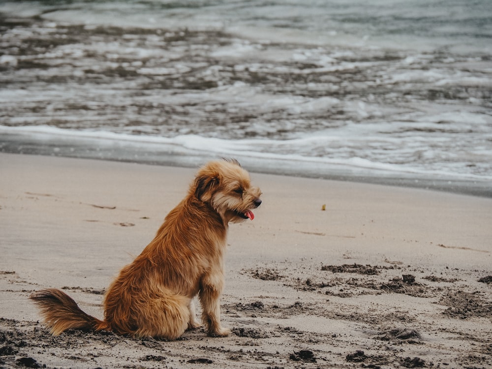 a brown dog sitting on top of a sandy beach