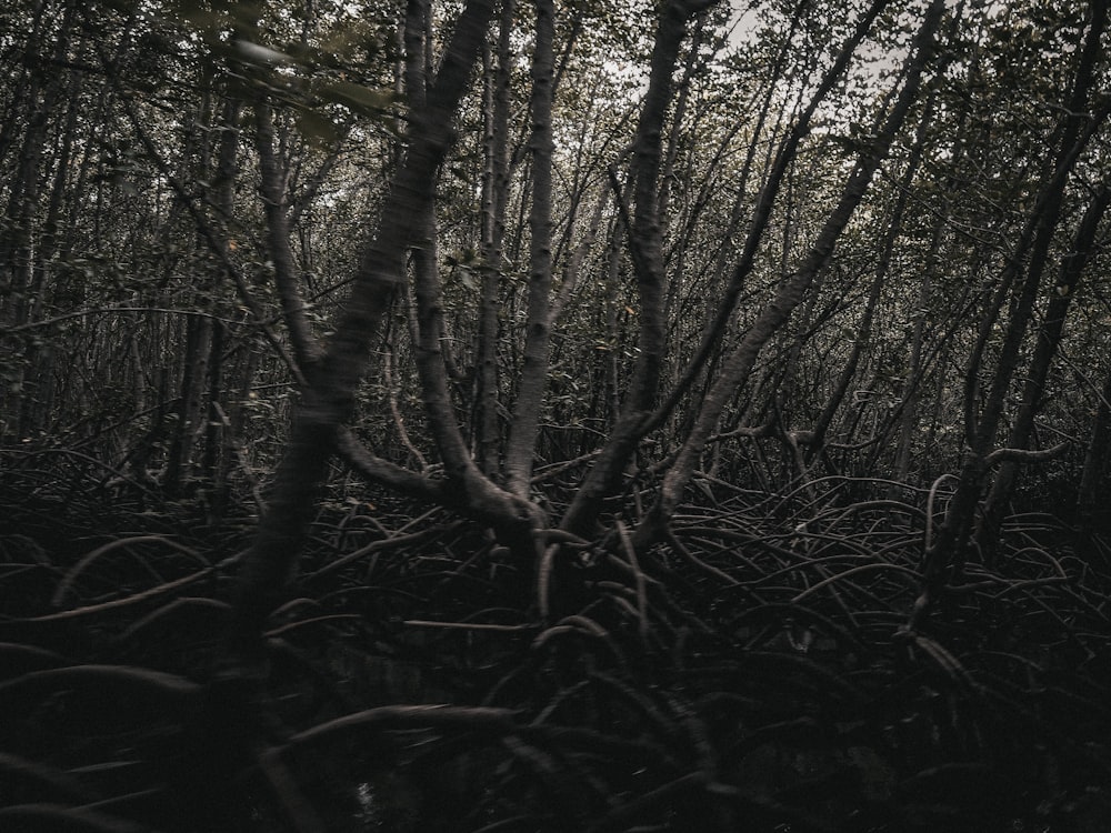 a forest filled with lots of tall trees