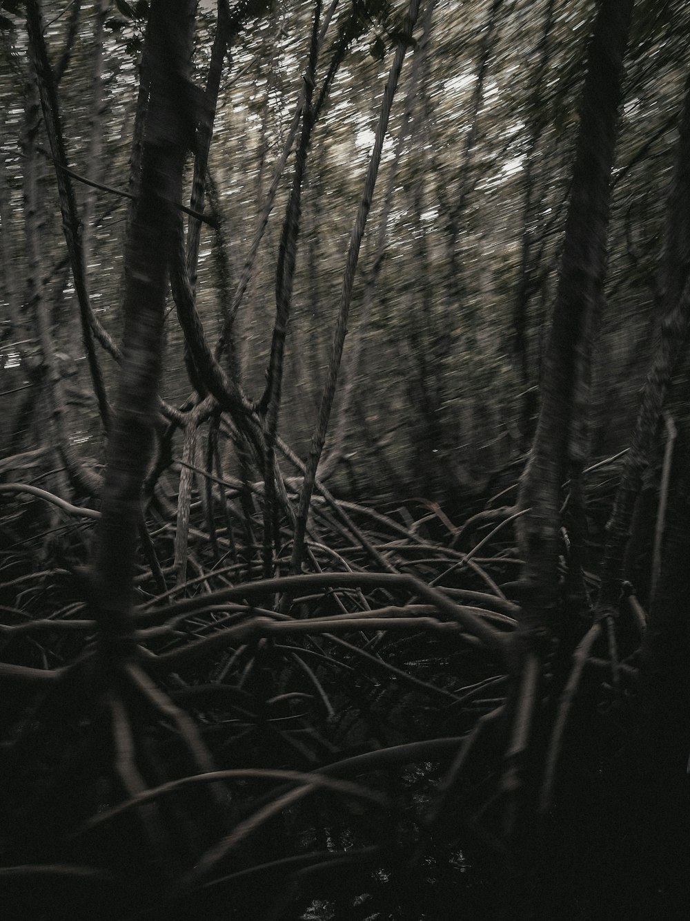 a black and white photo of a forest