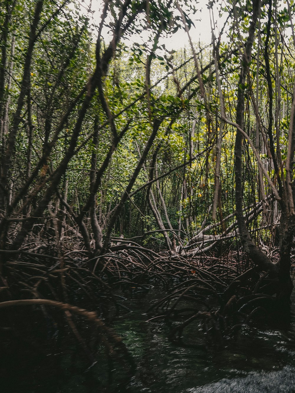 a group of trees that are in the water