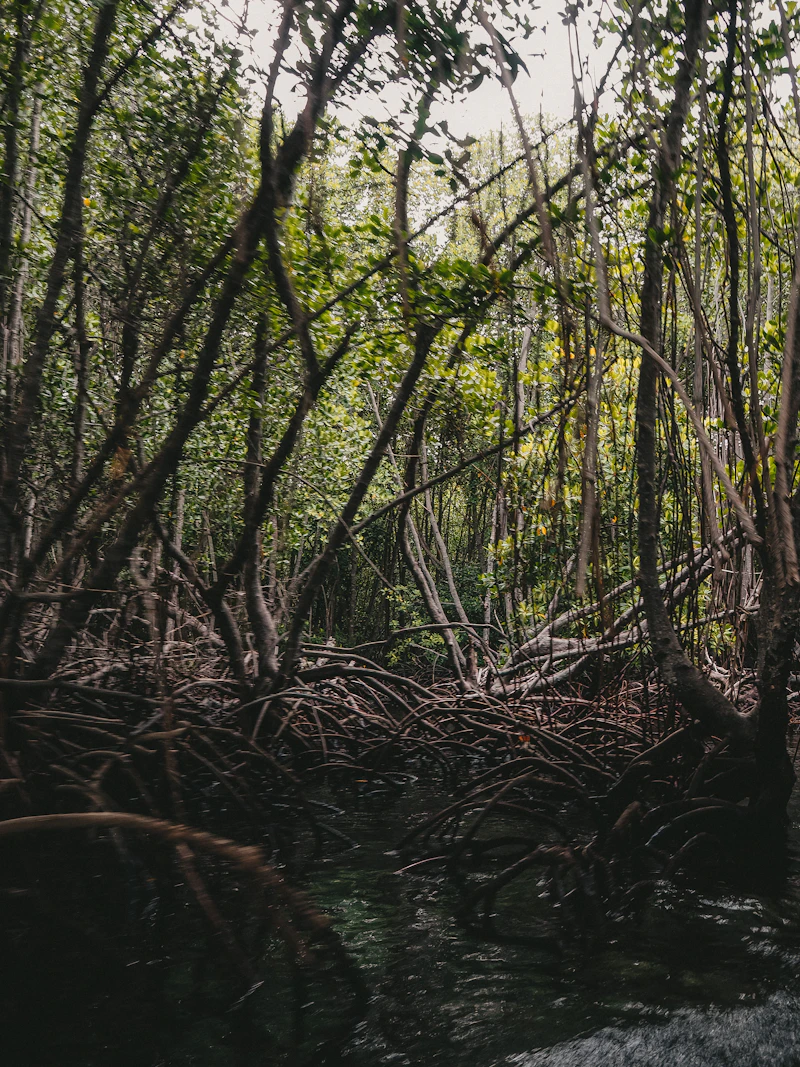 Mangrove forest standing in shallow coastal water
