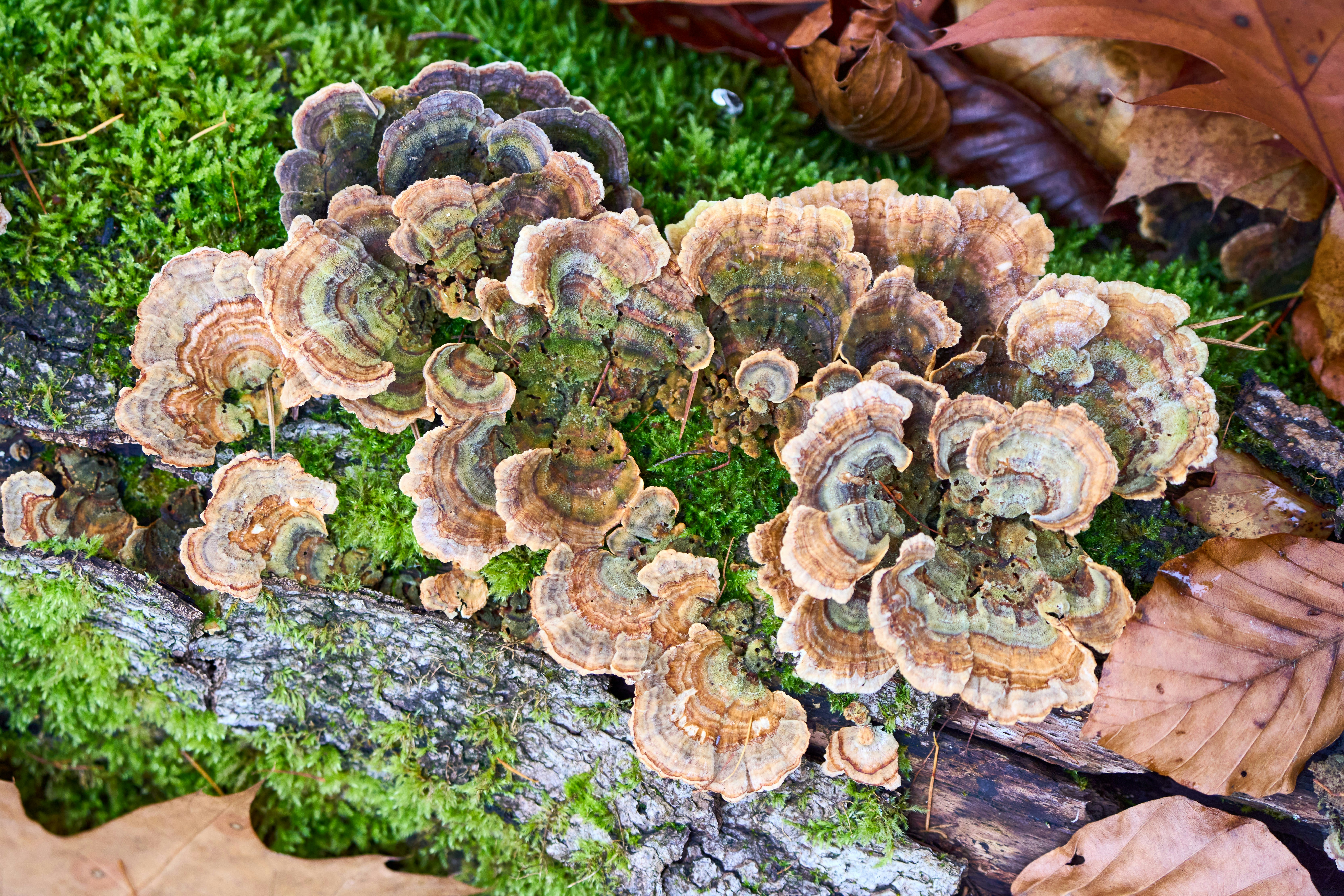 Photo by wolfgang_hasselmann