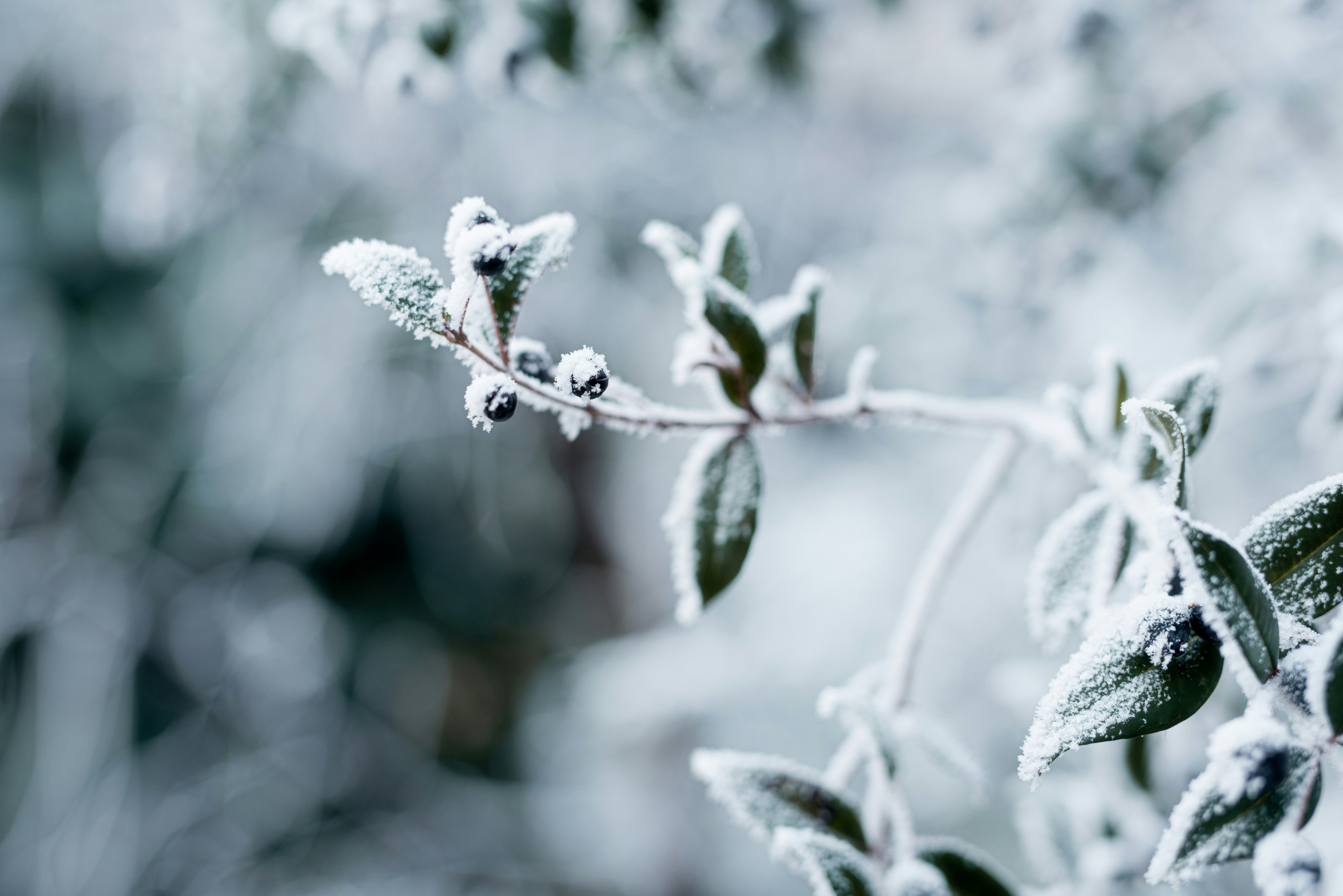 Photo by lauraadaiphoto