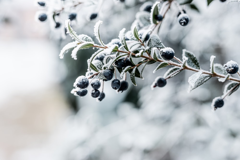 a close up of a branch with berries on it