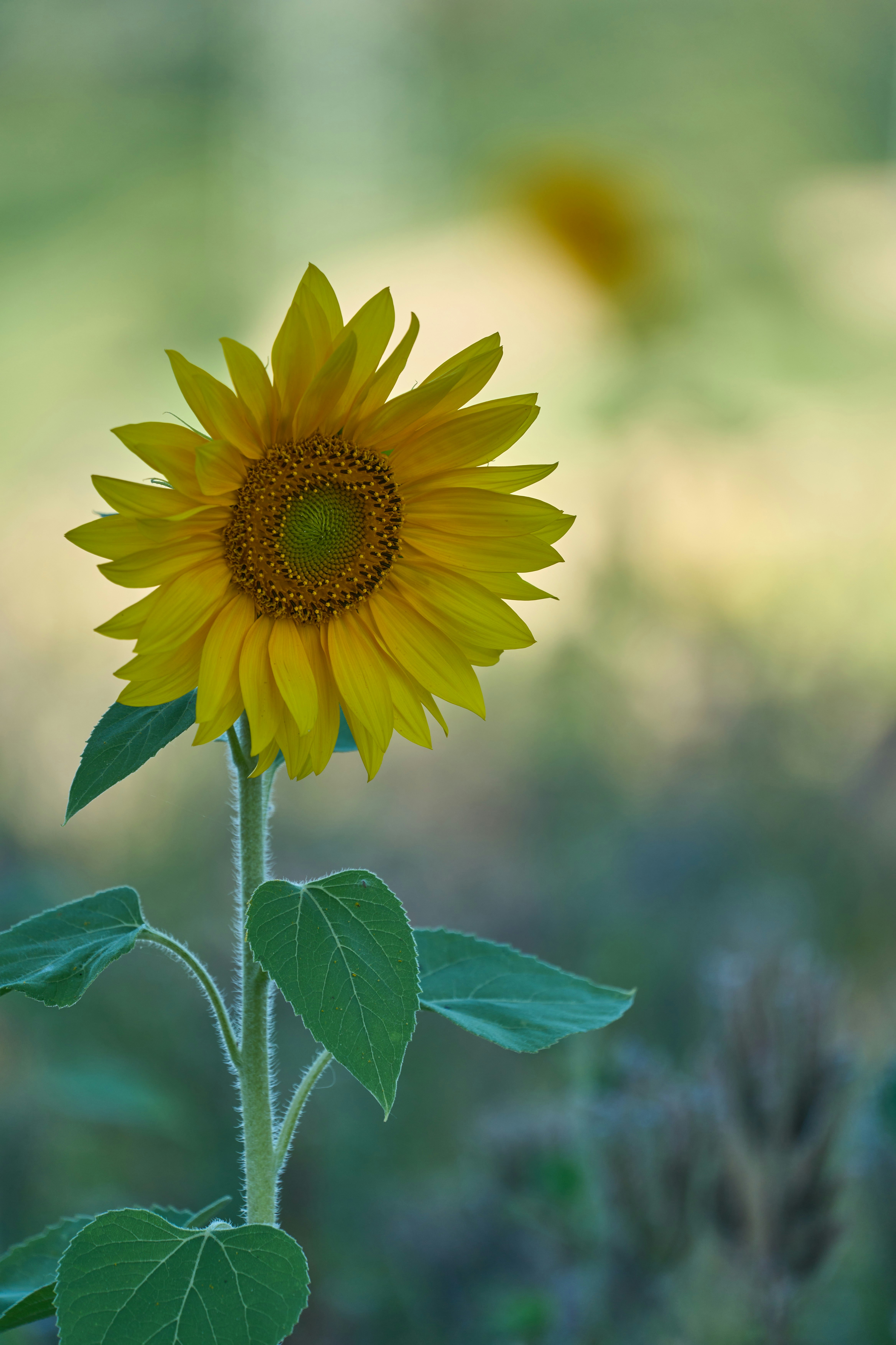 Photo by wolfgang_hasselmann