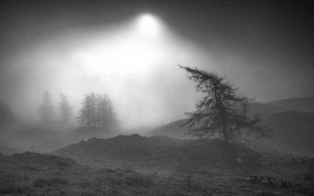 a black and white photo of a foggy forest