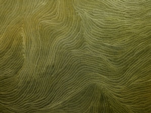 Intricate patterns of wavy, textured lines covering the surface, resembling topographic maps or the natural formations of sand dunes. The lines are uniformly colored in shades of green, creating an organic and abstract appearance.