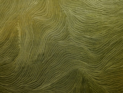 Intricate patterns of wavy, textured lines covering the surface, resembling topographic maps or the natural formations of sand dunes. The lines are uniformly colored in shades of green, creating an organic and abstract appearance.