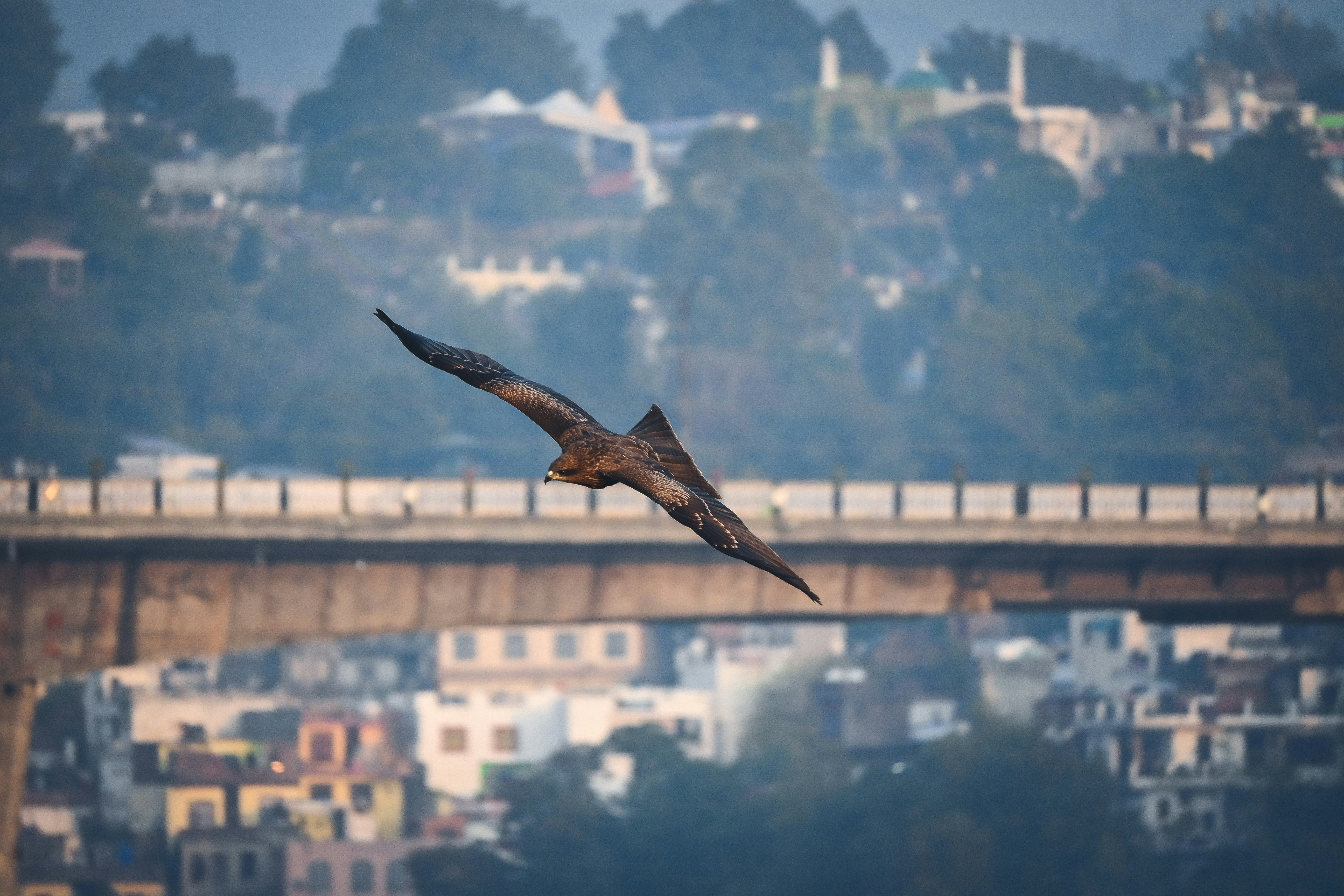 a bird flying over a city with a bridge in the background