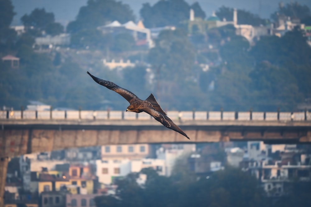 a bird flying over a city with a bridge in the background