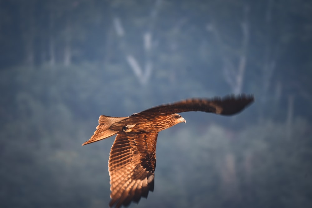 a bird flying in the air with its wings spread