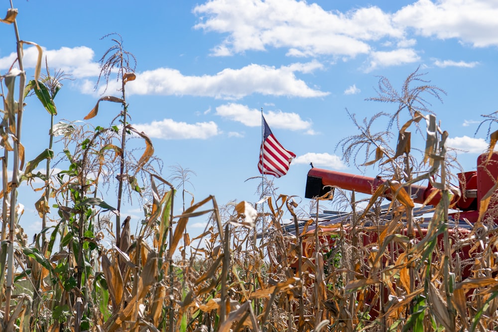 a red truck driving through a corn field