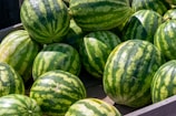 A sunny field of watermelons ready for harvest.