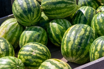 A sunny field of watermelons ready for harvest.
