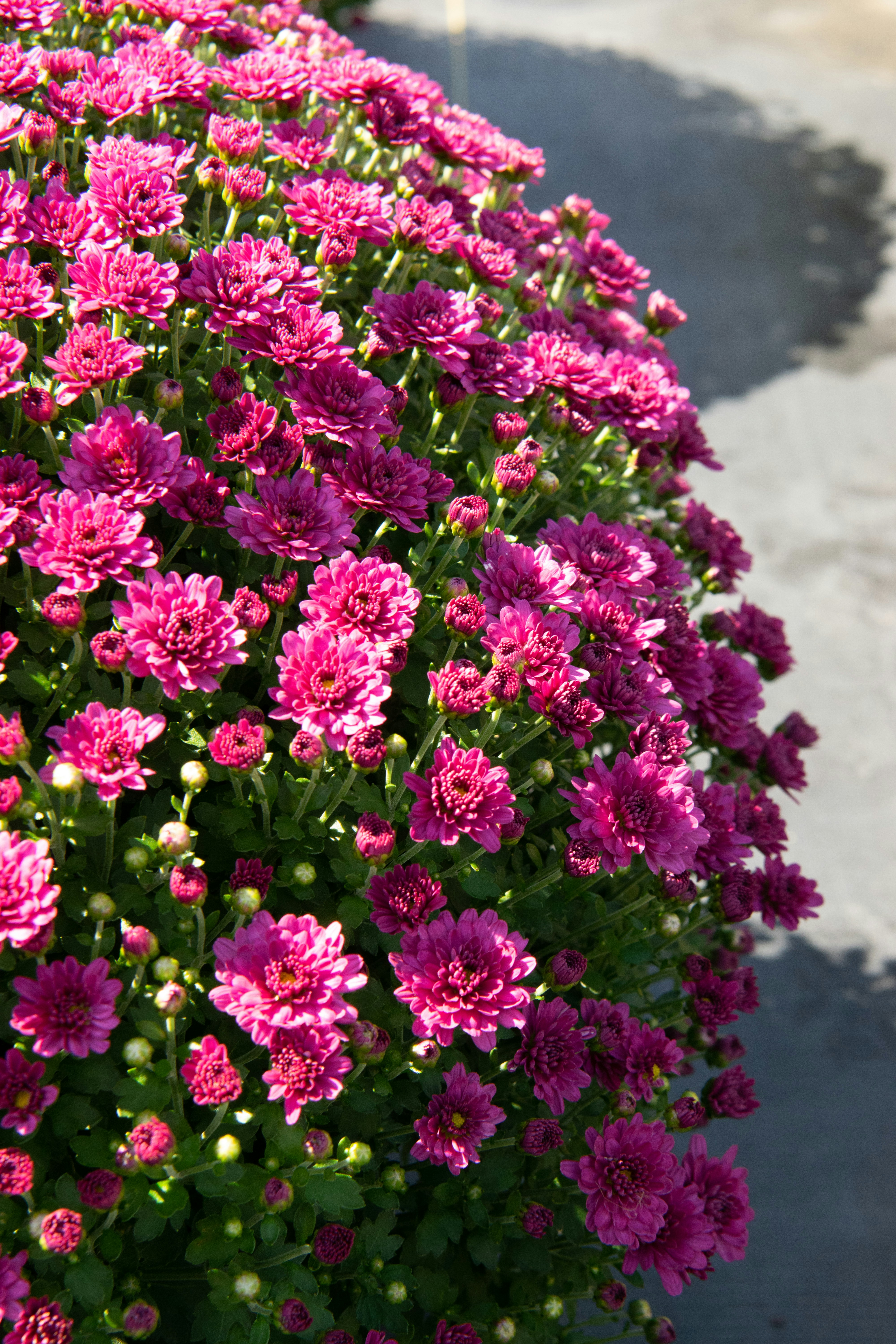 Photo by sparkledump