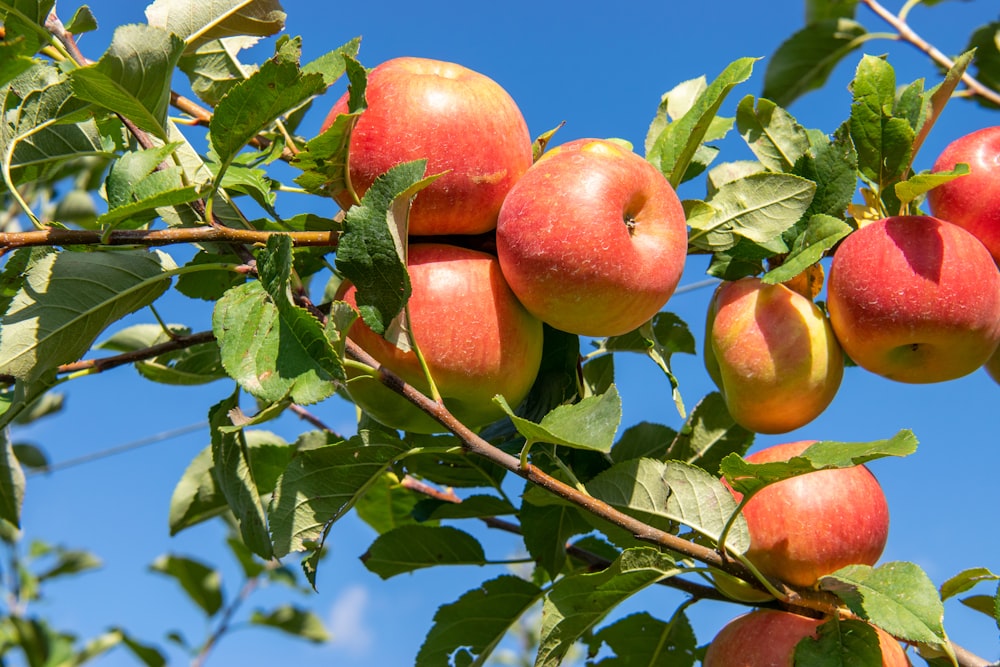 a bunch of apples hanging from a tree branch