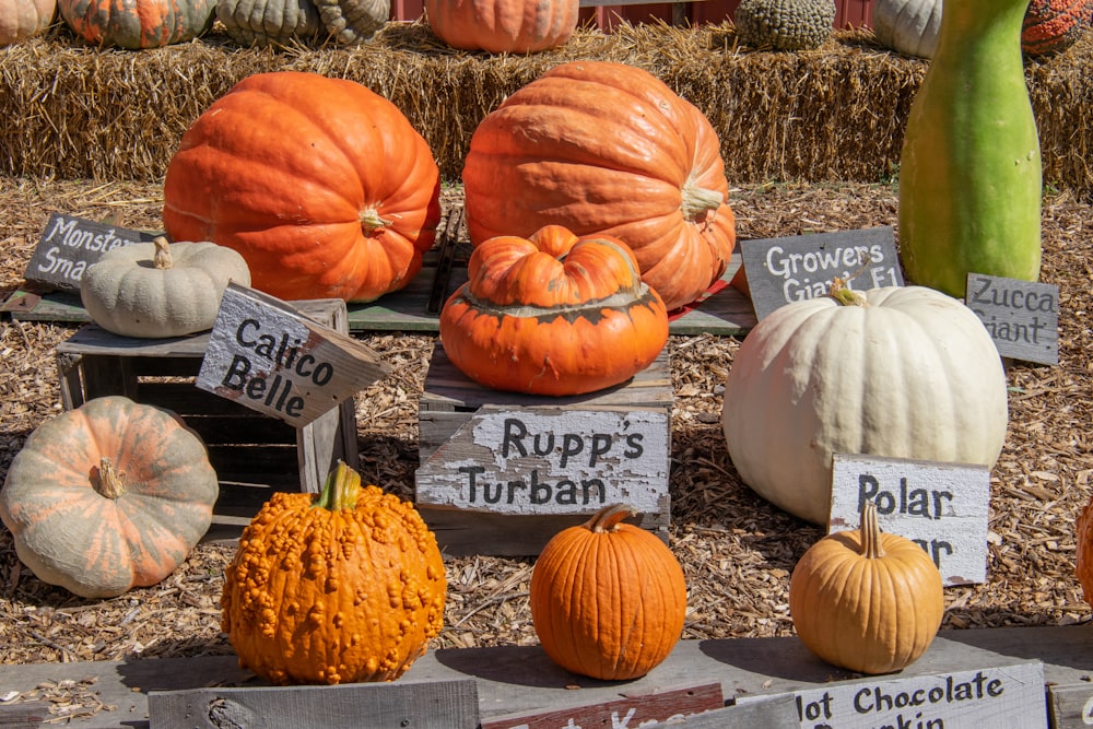 a display of pumpkins and gourds for sale