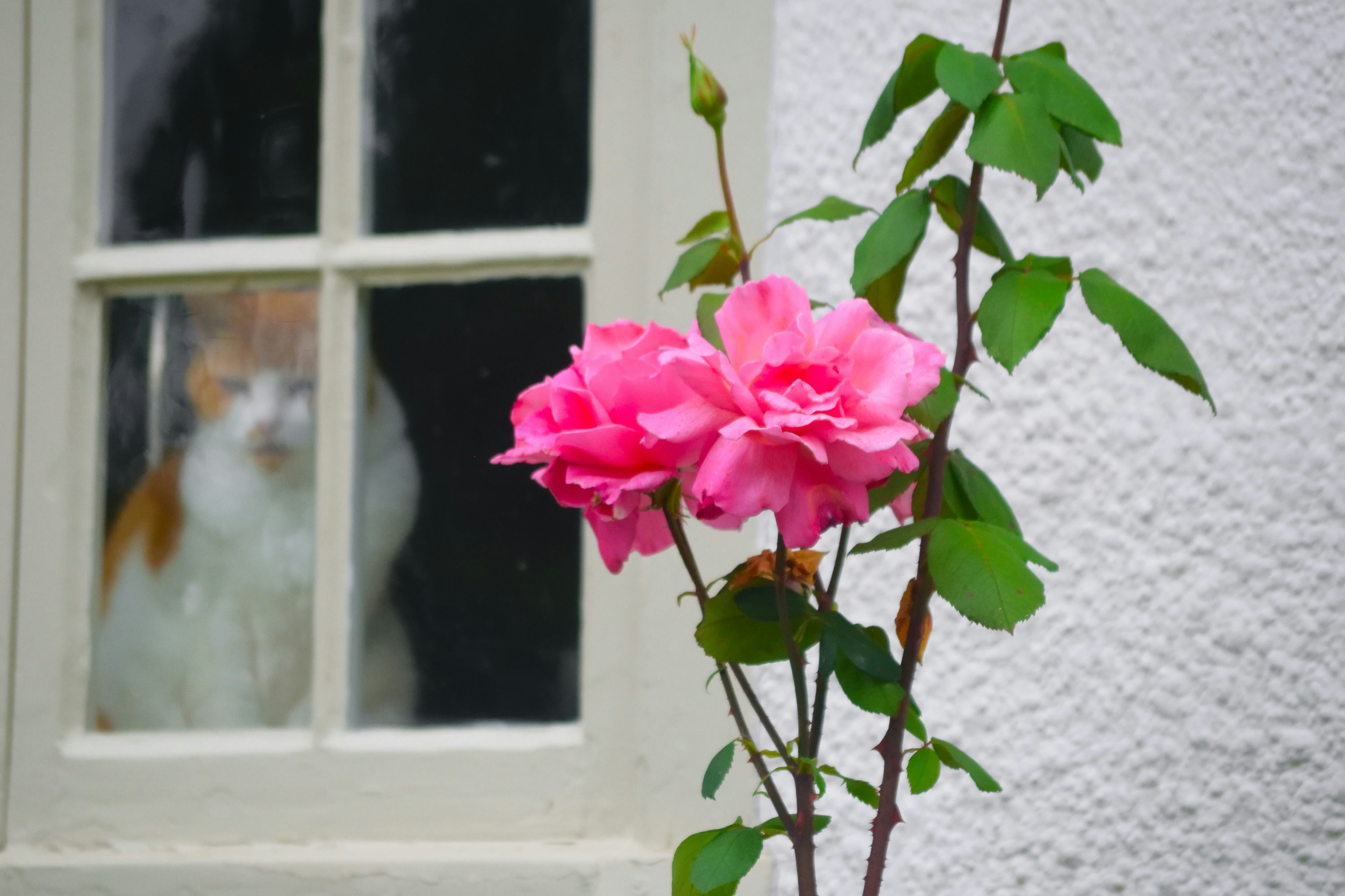 a pink flower in a vase next to a window