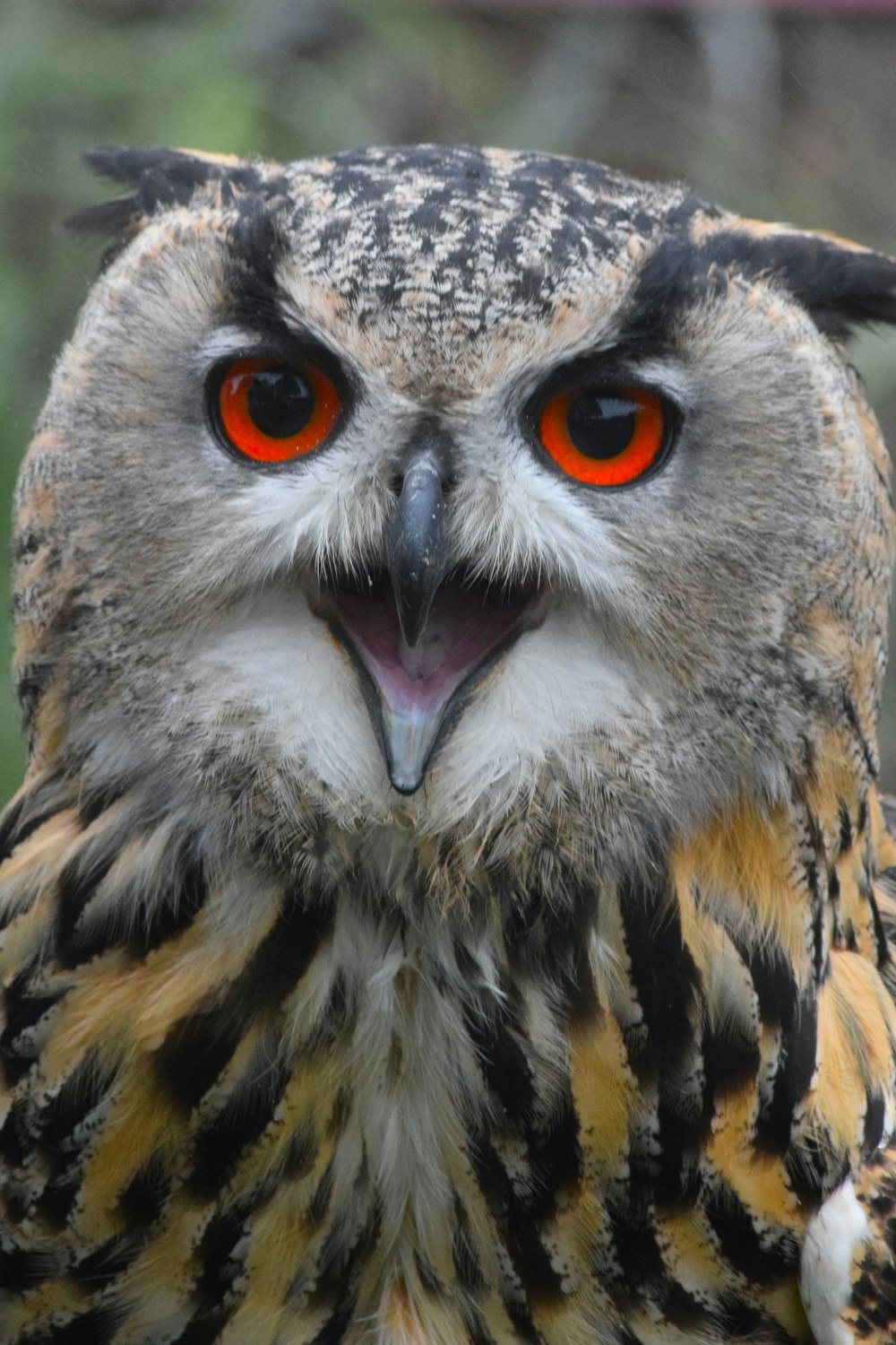 a close up of an owl with orange eyes