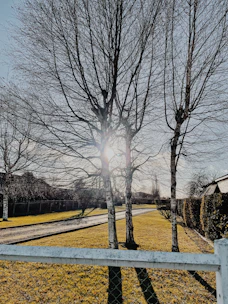 the sun shines through the branches of a tree