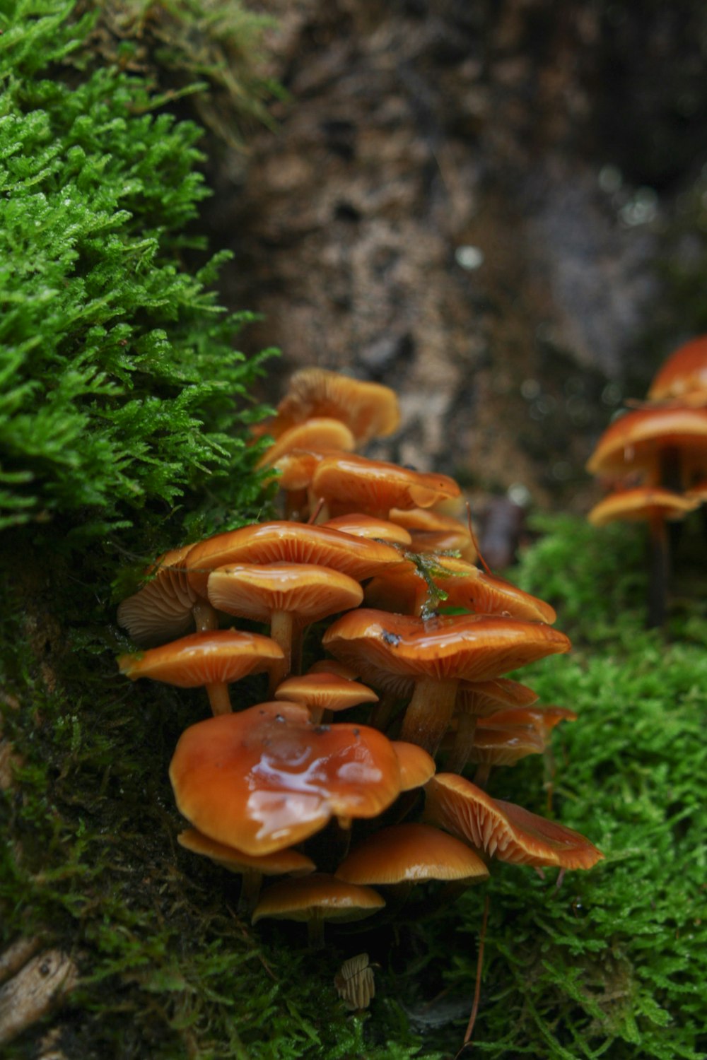 a group of mushrooms sitting on top of a lush green forest