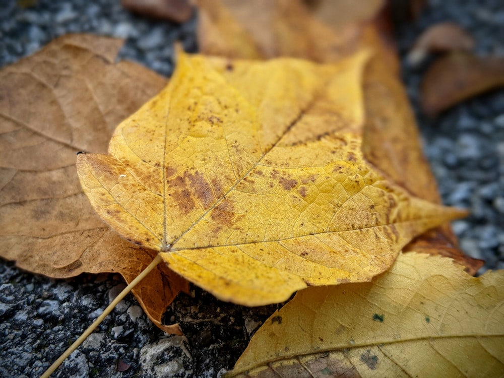 a close up of a yellow leaf on the ground