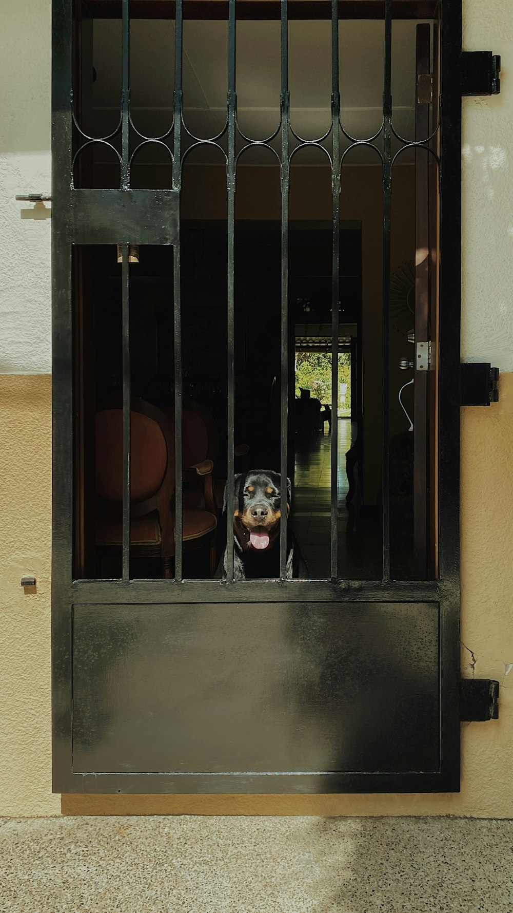 a dog is looking out of a window with bars