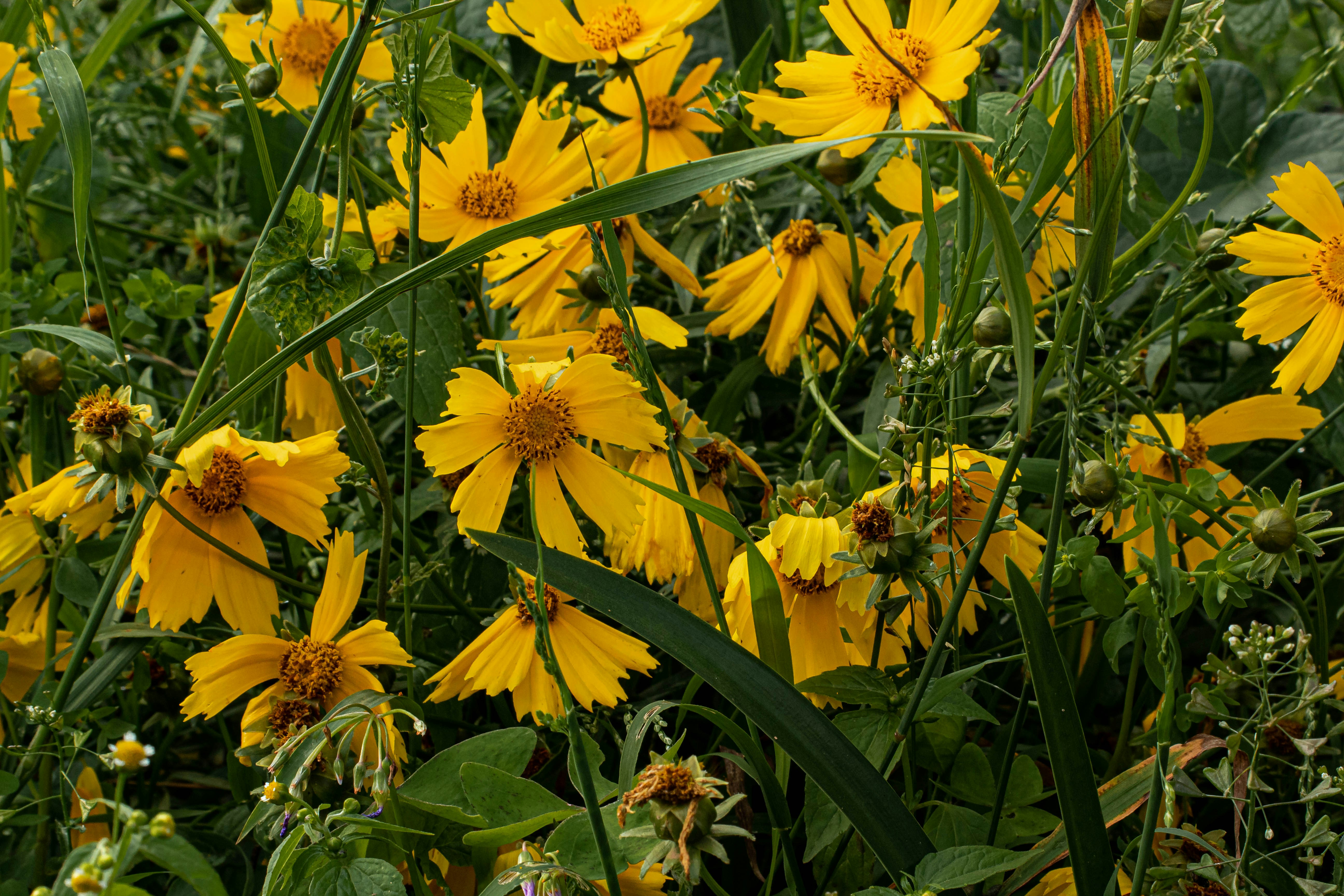 a bunch of yellow flowers in a field photo – Free Home Image on Unsplash