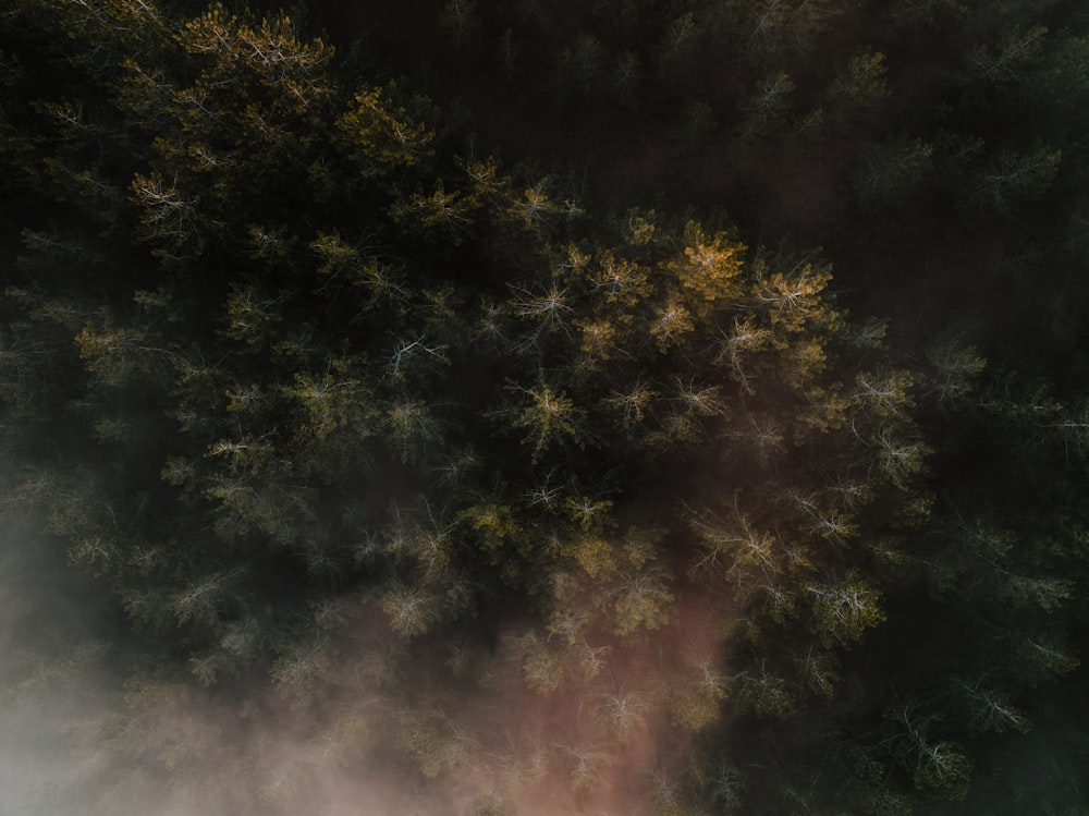 an aerial view of a forest in the middle of the day