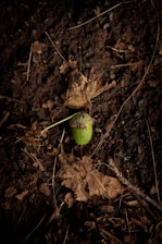A close-up of a small acorn resting on rich soil, symbolizing potential and new beginnings.