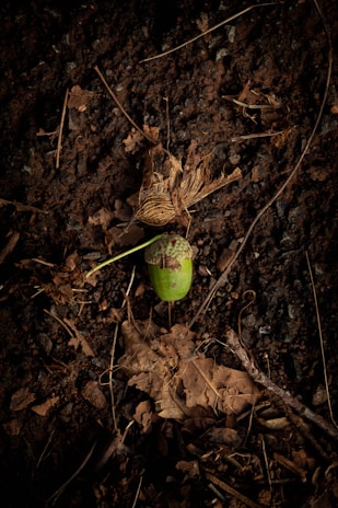 An acorn rests on a rough, dark soil surface surrounded by dried leaves and twigs. The acorn is vibrant green with a textured brown cap. The earthy background is accented with scattered organic debris, giving a natural and somewhat rugged appearance.