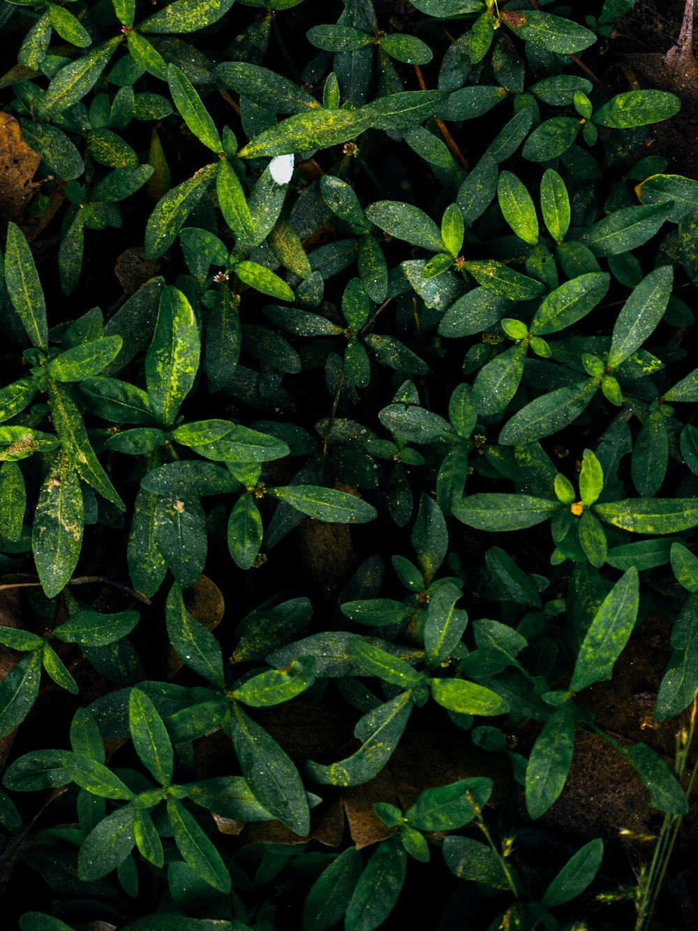 a close up of a plant with green leaves