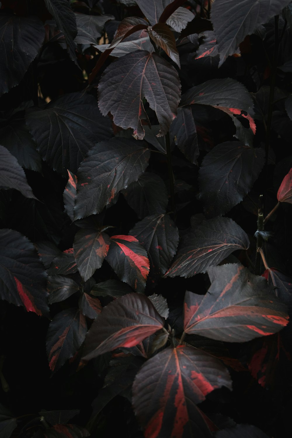 a close up of a plant with red leaves