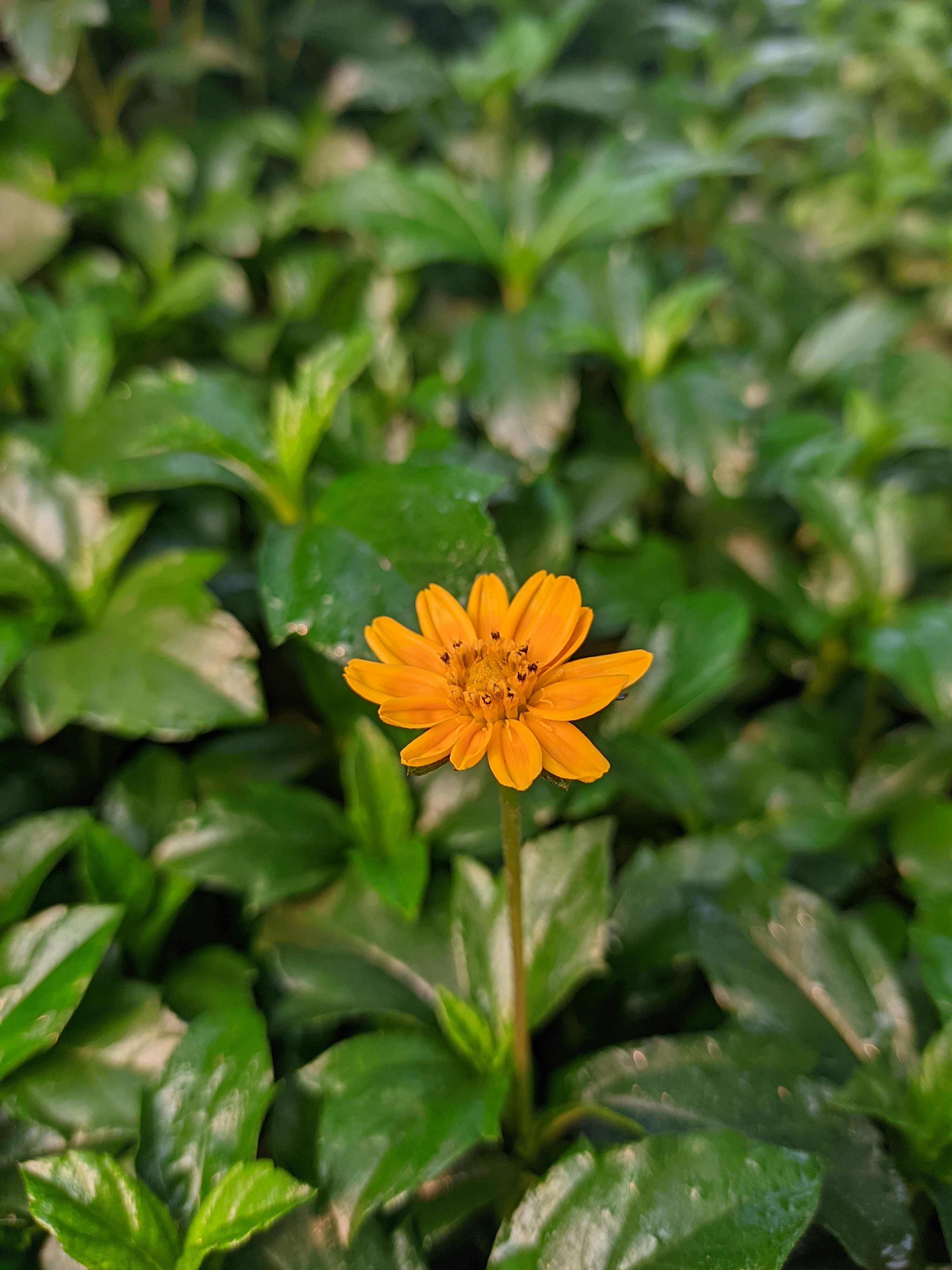 a single yellow flower in a field of green leaves