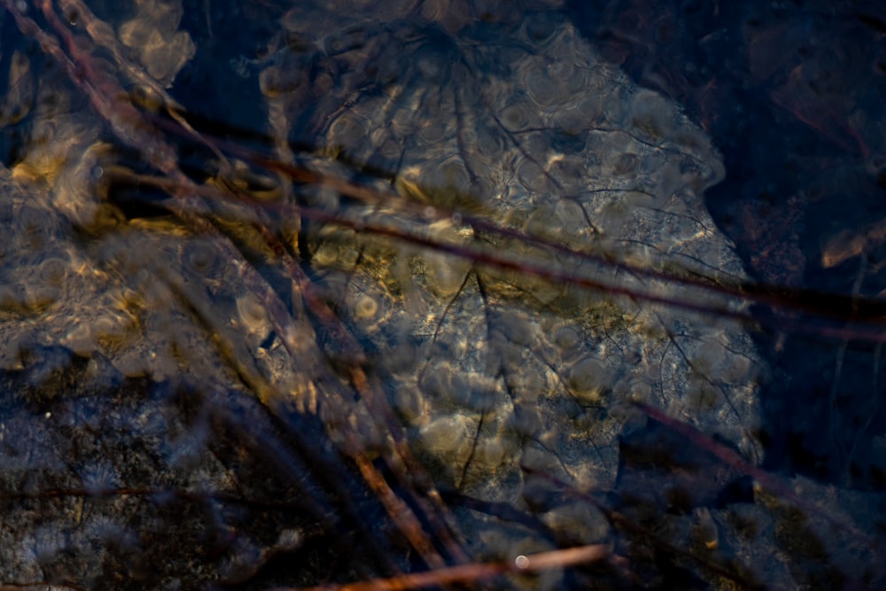 a close up of a leaf on a rock