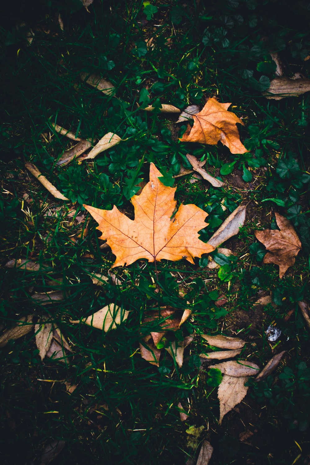 a fallen leaf laying on the ground in the grass