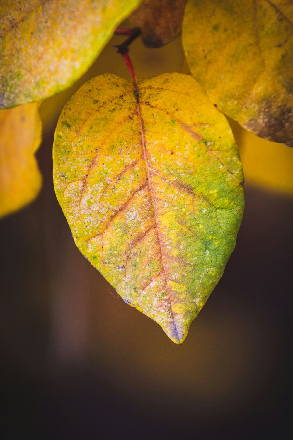 a close up of a leaf on a tree