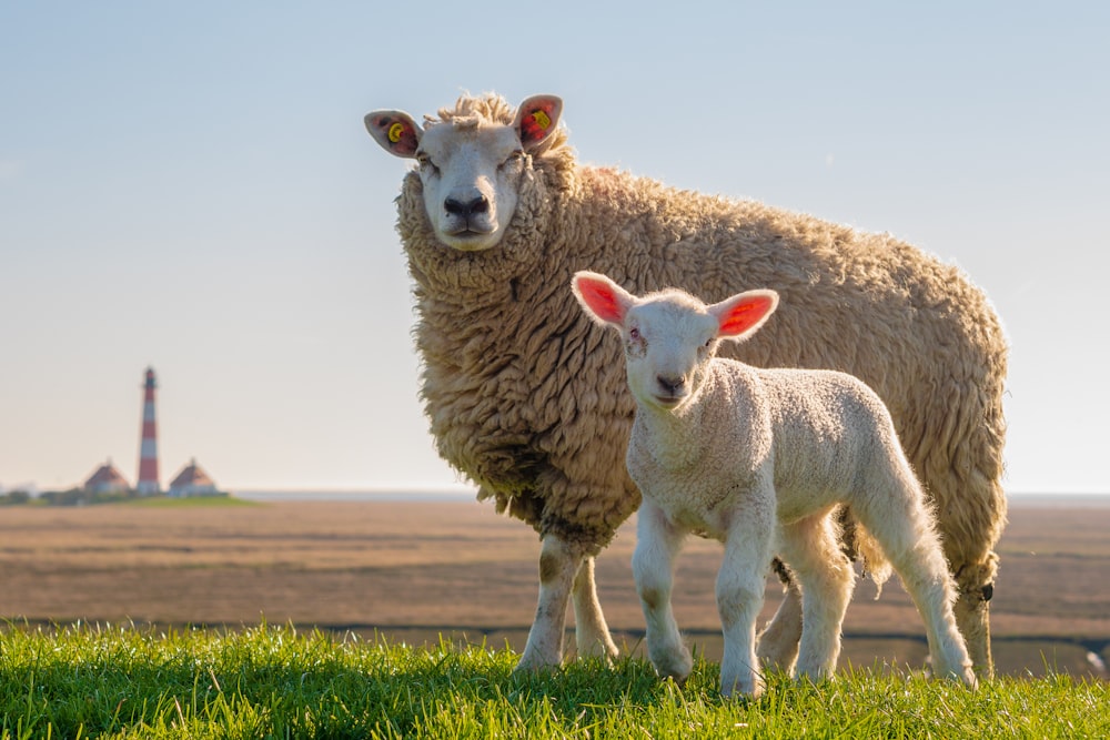 uma ovelha e um cordeiro em pé em um campo