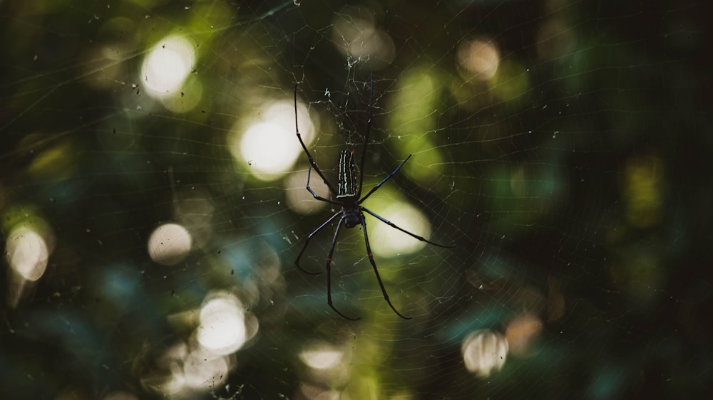 a spider sitting on its web in the middle of a forest