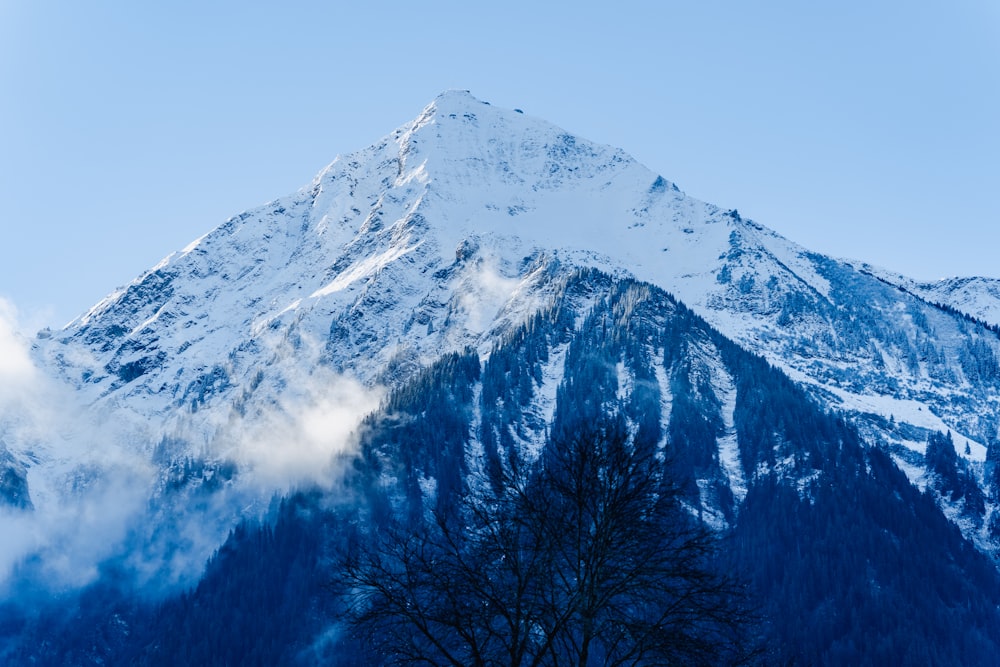 a snow covered mountain with a tree in the foreground