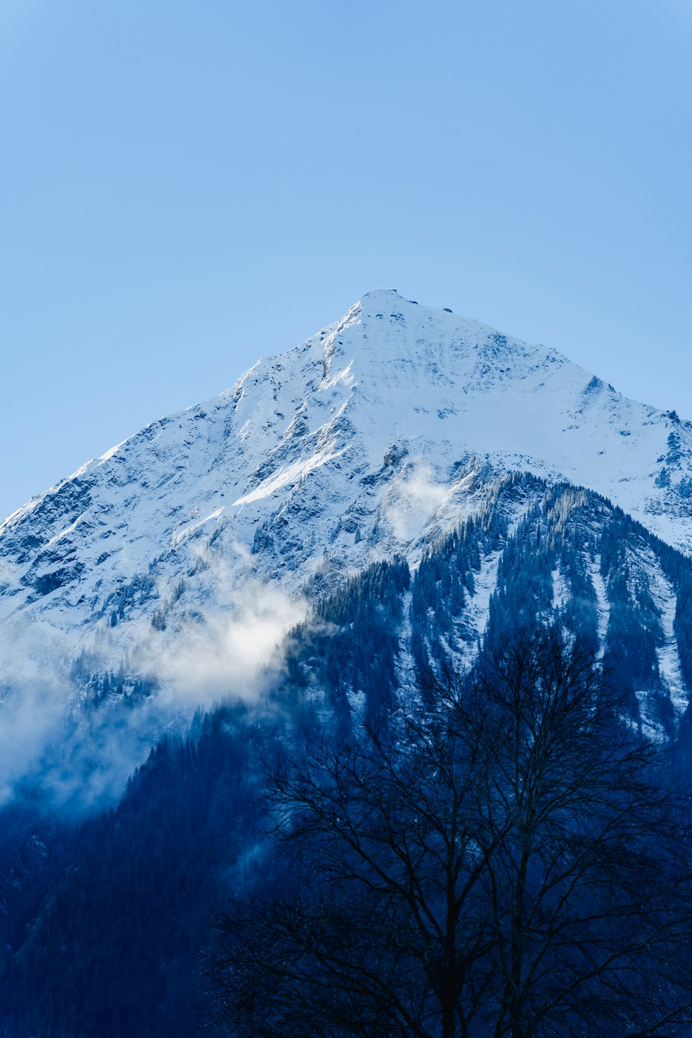 a snow covered mountain with a tree in the foreground